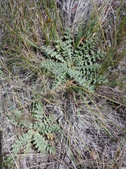 Cirsium fontinale