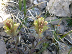 Castilleja pulchella