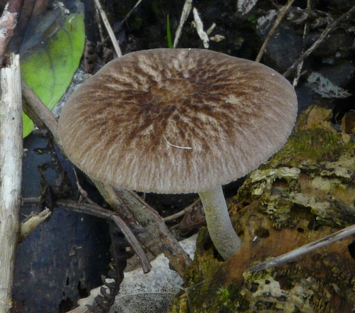 Pluteus minor image