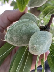 Podosphaera leucotricha