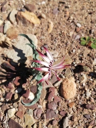 Image of Ornithoglossum undulatum by (c) Danie Palm, some rights reserved (CC BY)