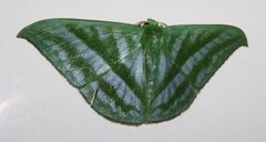 Mixochlora vittata