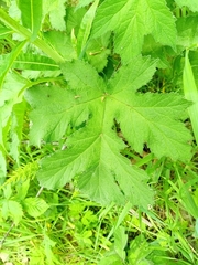 Heracleum sphondylium sphondylium