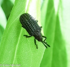 Microrhopala excavata