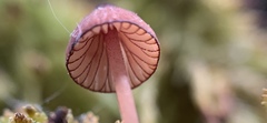 Mycena sanguinolenta