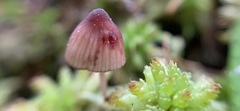 Mycena sanguinolenta