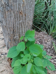 Heliocarpus donnellsmithii