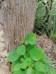 Heliocarpus donnellsmithii