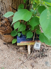 Heliocarpus donnellsmithii