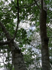 Heliocarpus donnellsmithii