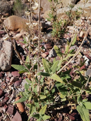 Image of Salvia disermas by (c) Danie Palm, some rights reserved (CC BY)