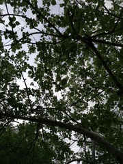 Heliocarpus donnellsmithii