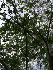 Heliocarpus donnellsmithii