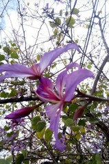 Bauhinia variegata