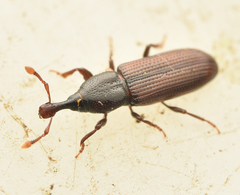 Cossonus linearis