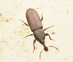 Cossonus linearis