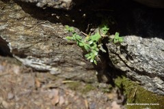 Cerastium ramosissimum