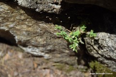 Cerastium ramosissimum