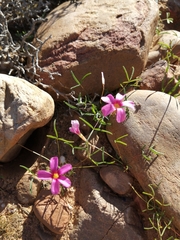 Oxalis leptogramma