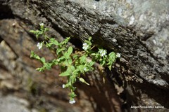 Cerastium ramosissimum