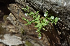 Cerastium ramosissimum