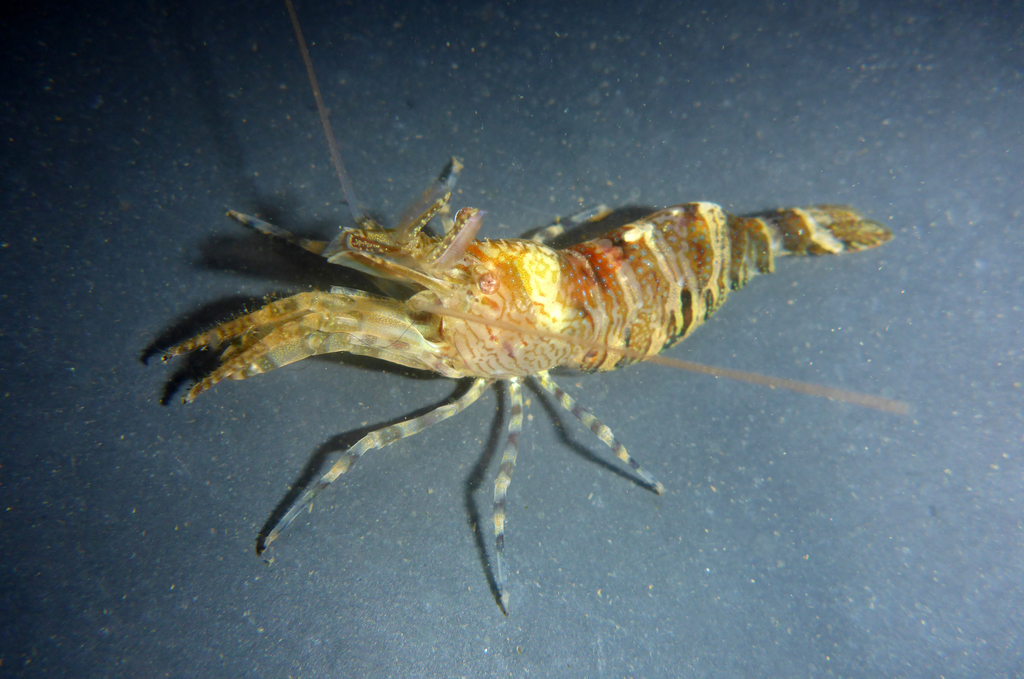 Intertidal Coastal Shrimp