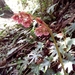 Begonia heracleifolia - Photo (c) Stefano Doglio, μερικά δικαιώματα διατηρούνται (CC BY-NC), uploaded by Stefano Doglio