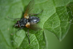 Pelatachina