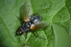 Pelatachina