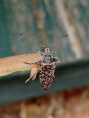 Anthophylax attenuatus