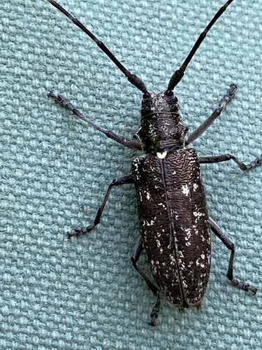 White-spotted Sawyer, photo 2 of 8