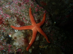 Henricia leviuscula