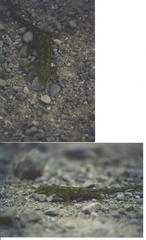 Naultinus