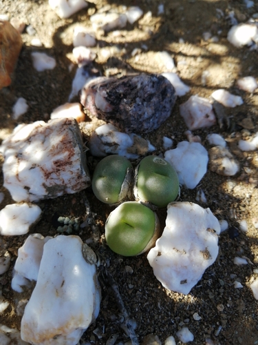 Image of Gibbaeum nuciforme by (c) Danie Palm, some rights reserved (CC BY)