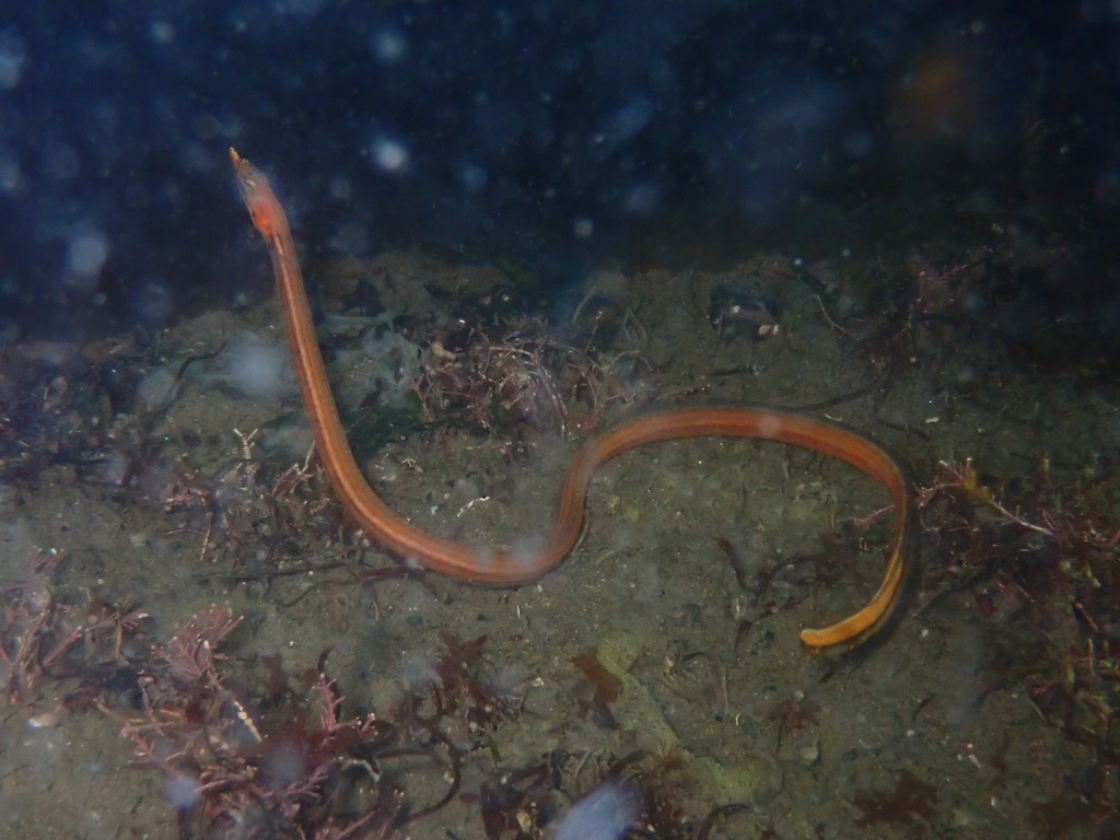 Quillfish (Ptilichthys goodei) — Ptilichthyidae