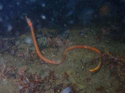 Quillfish (Ptilichthys goodei) — Ptilichthyidae