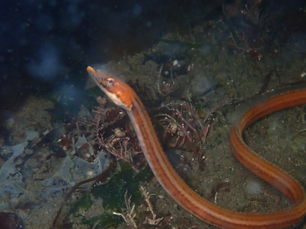 Quillfish