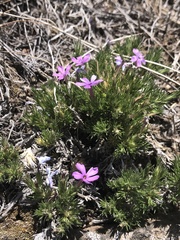 Phlox douglasii