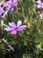 Phlox douglasii