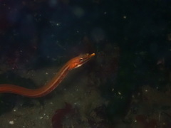 Ptilichthys goodei