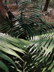 Ceratozamia