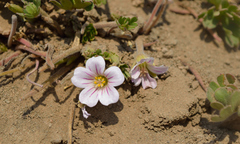 Geranium sessiliflorum