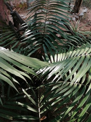 Ceratozamia