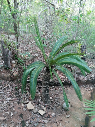Dioon holmgrenii, photograph 1
