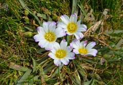 Calandrinia affinis