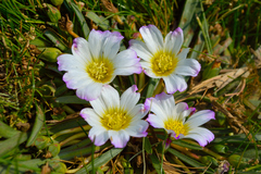 Calandrinia affinis