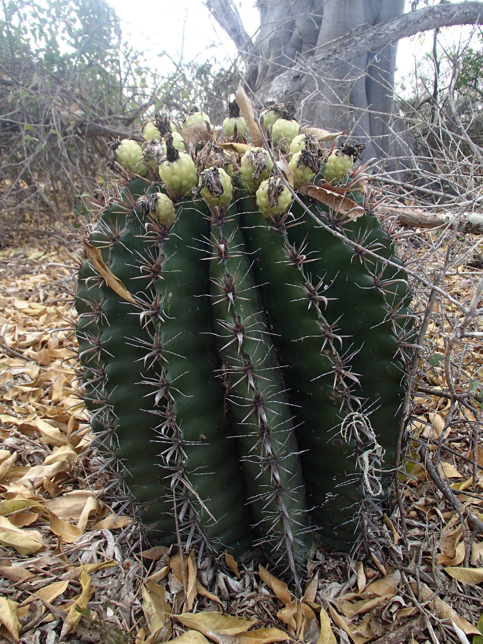 Image of Ferocactus herrerae (Cactaceae) - whole plant - unspecified