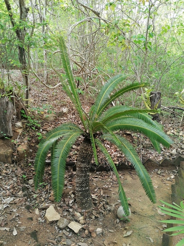 Dioon holmgrenii, photograph 2