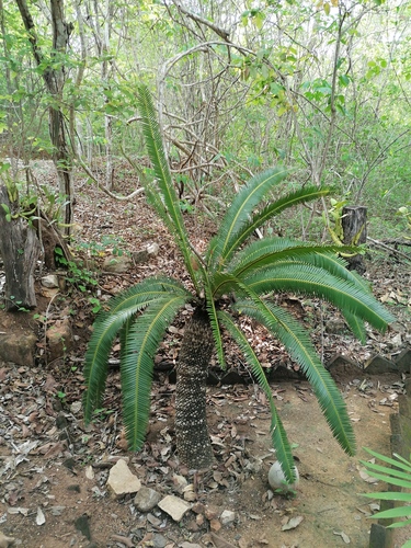 Dioon holmgrenii, photograph 3