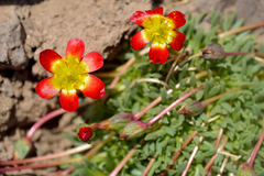 Calandrinia caespitosa